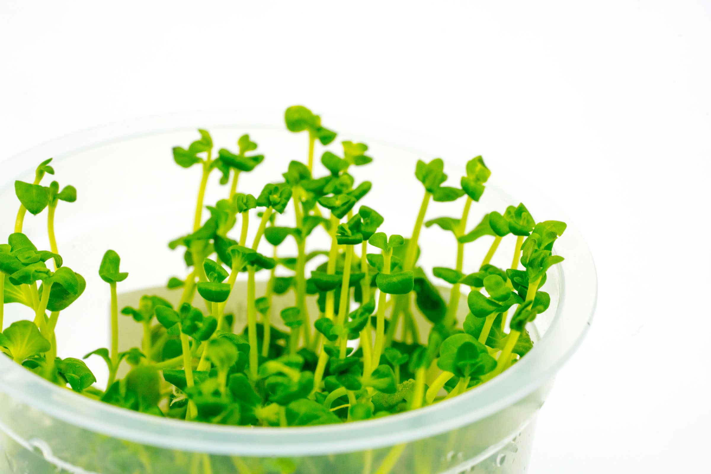 Lindernia Rotundifolia Aquatic Plant for Aquariums - Perfect for Freshwater Fish Tanks, Aquascaping & Water Gardens