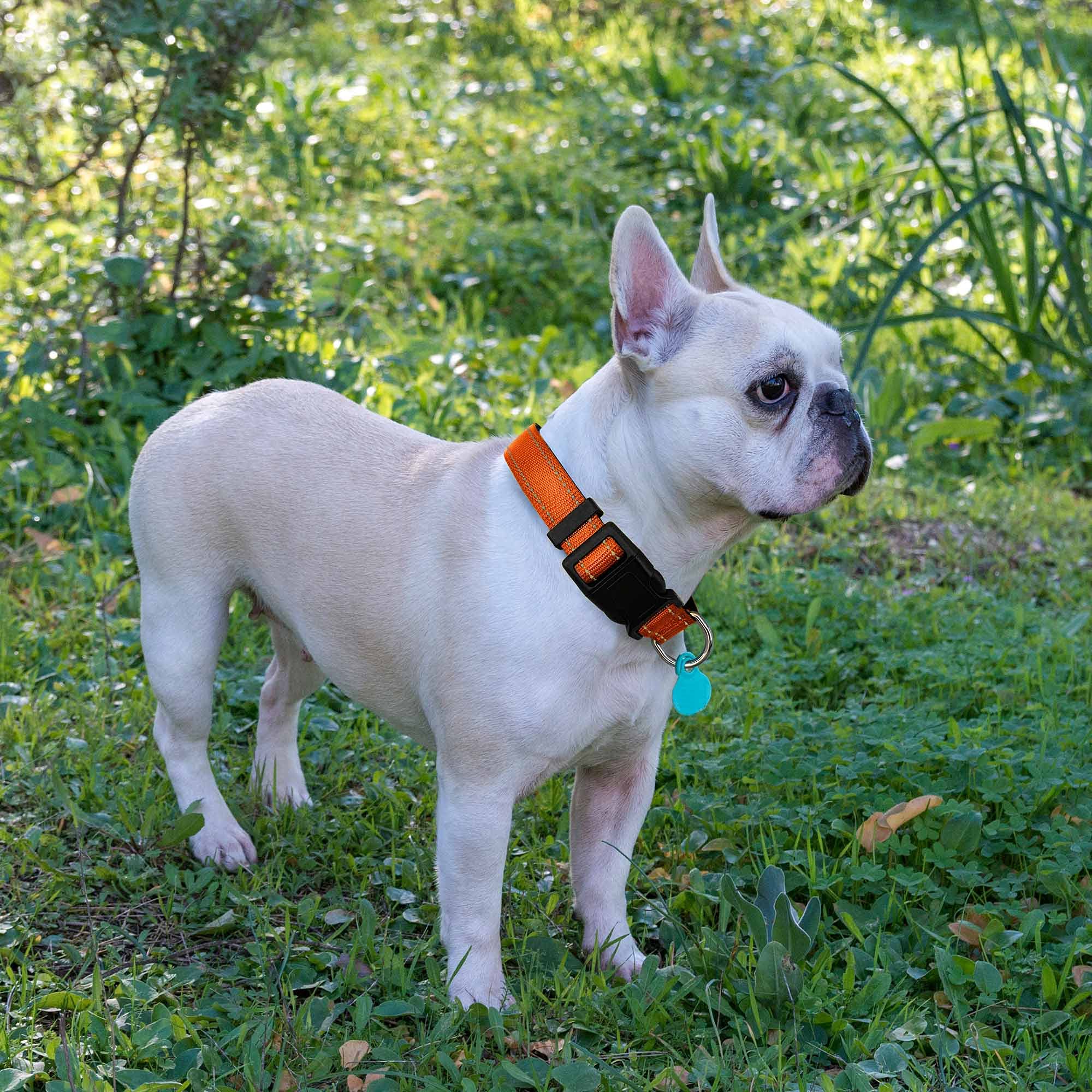 Reflective Padded Dog Collar with Soft Neoprene - Breathable Adjustable Nylon Collar for Small Medium Large Dogs (Orange Collar+Leash) - Perfect for Night Walks, Jogging & Outdoor Adventures