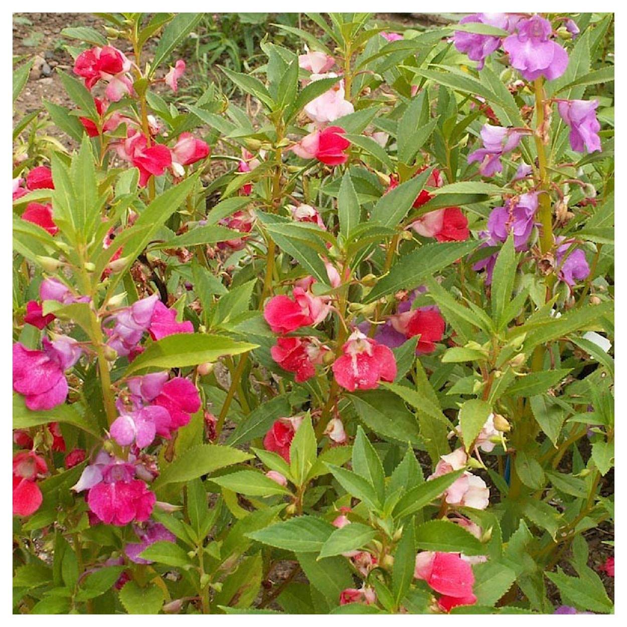 Everwilde Farms - 100 Camellia Flowered Mix Balsam Wildflower Seeds - Gold Vault Jumbo Seed Packet for Garden, Landscaping & Pollinator-Friendly Planting