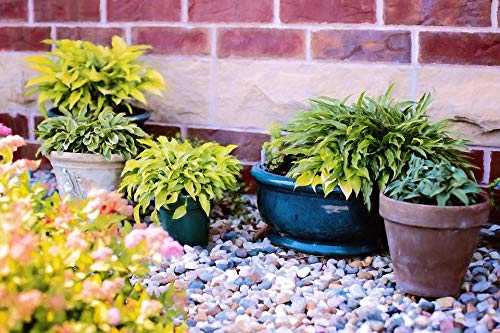 20x30 Inch Laminated Summer Nature Green Gardening Poster - Vibrant Plant in Pots Wall Art for Home Decor - Perfect for Living Room, Bedroom & Office Spaces