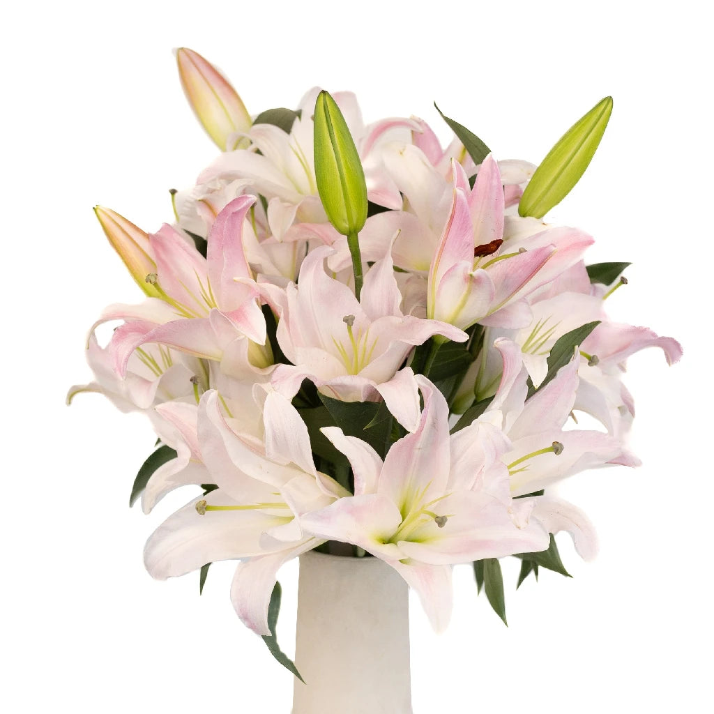 Blush Oriental Lily Bulbs - Fragrant Pink Flowers for Garden Planting, Wedding Bouquets & Home Decor