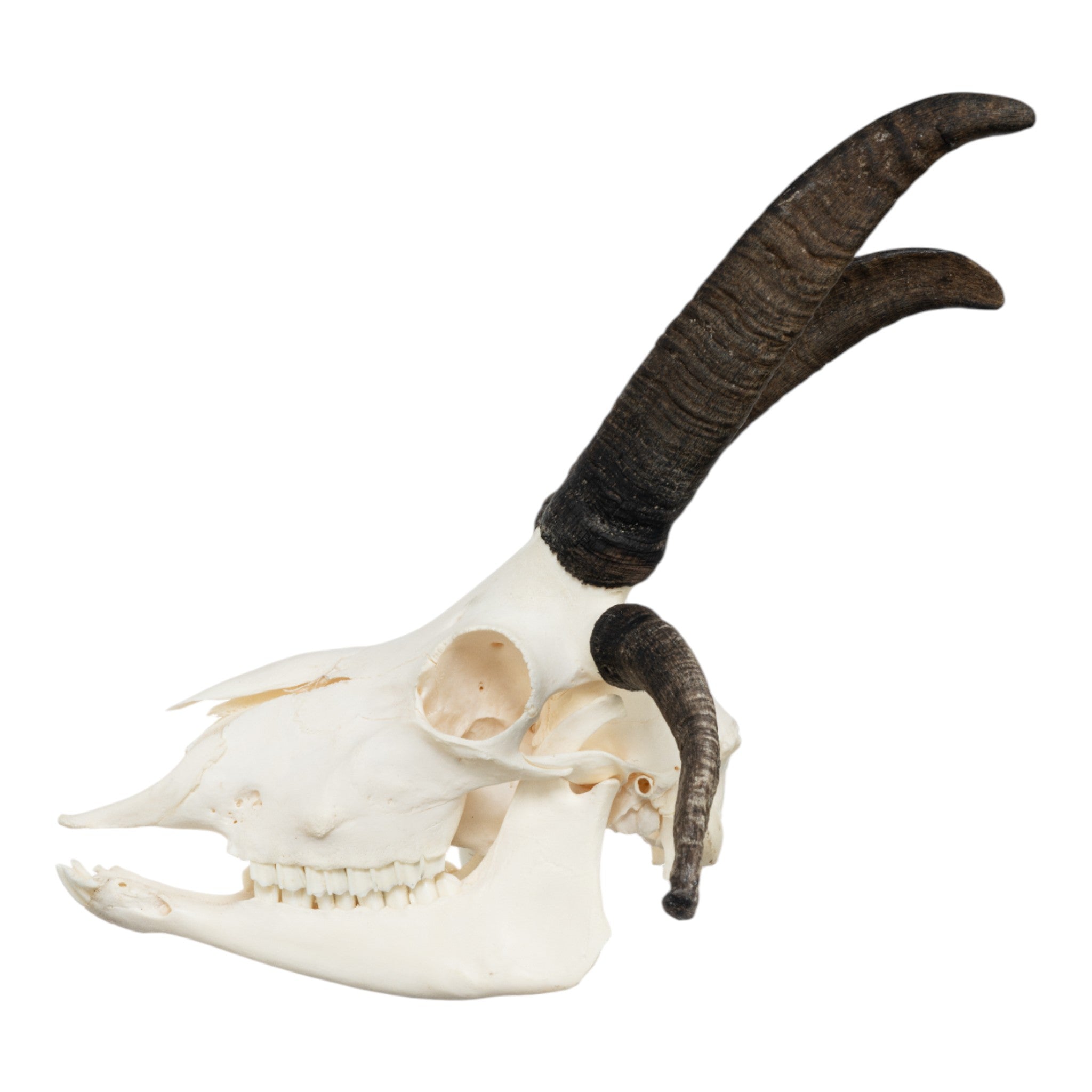 Authentic Four-Horned Jacob Sheep Skull - Unique Taxidermy Decor for Gothic Home, Cabin, or Hunting Lodge Display