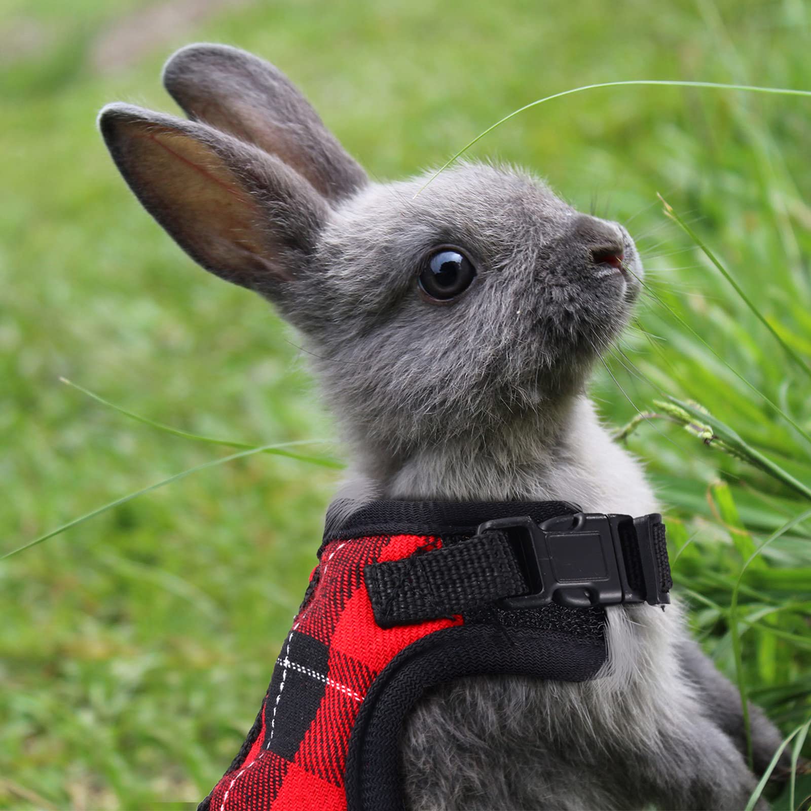 2 Pack Adjustable Guinea Pig Harness and Leash Set with Safety Bell - No Pull Walking Vest for Hamsters, Ferrets, Chinchillas & Small Pets (Size L, 9-10 Inch Chest) - Perfect for Outdoor Adventures & Safe Playtime
