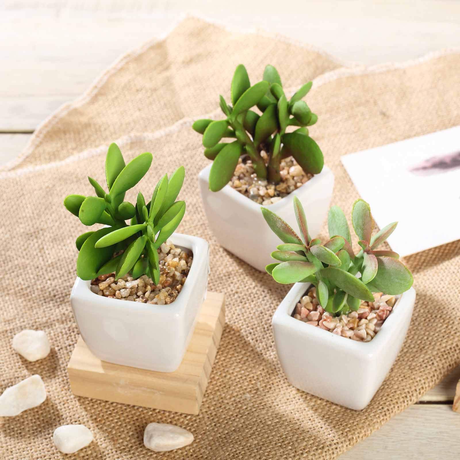 Artificial Succulent Plants Set of 3 - Mini Fake Jade Succulents in Ceramic Pots for Home Office Desk Decor, Wedding Centerpieces & Shelf Displays