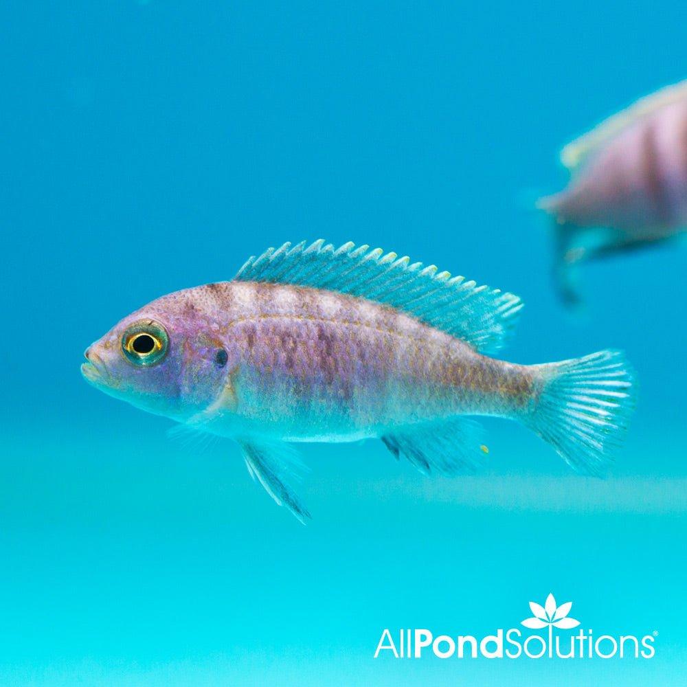 Premium White Top Cichlid (Cynotilapia Afra) - Live Freshwater Aquarium Fish for African Cichlid Tanks - Perfect for Home Aquariums & Fish Breeding Projects