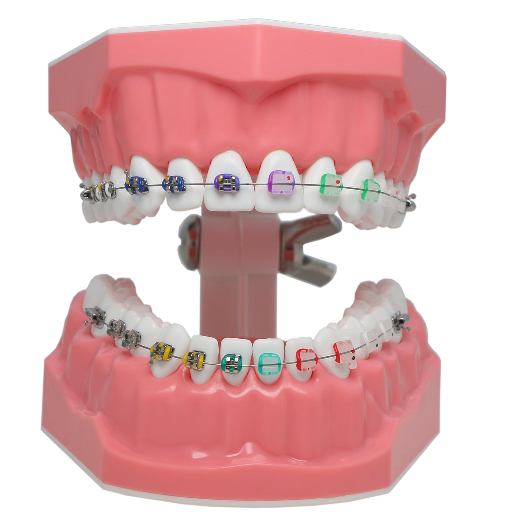 Orthodontic Dental Typodont Teeth Model with Metal Wires & Clear Braces - Teaching Demonstration Kit for Clinical Education, Dental Students & Professionals - Perfect for Classroom Training, Practice & Patient Education
