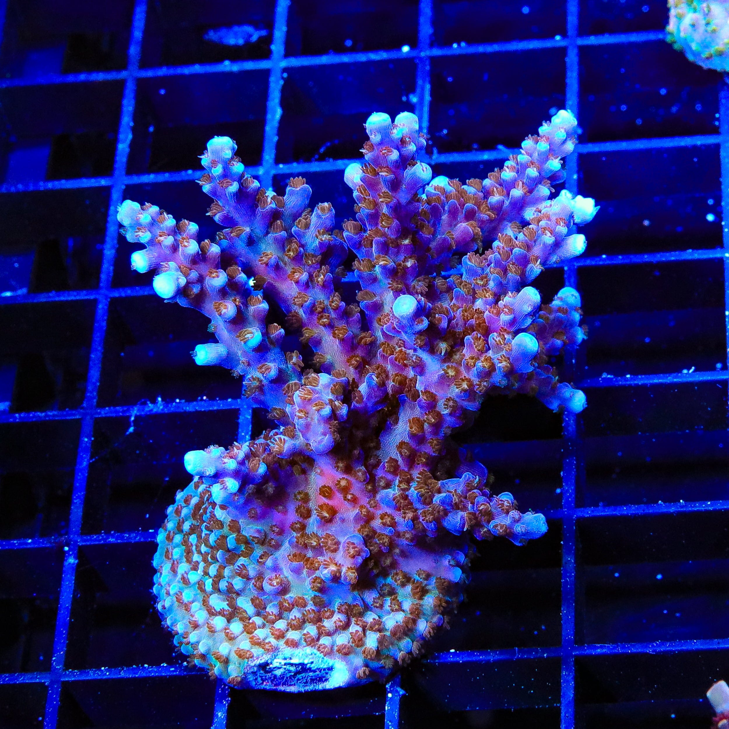 ARC Fireworks Acropora XL Frag Coral - Premium Saltwater Aquarium Coral for Reef Tanks | Perfect for Marine Aquascaping and Coral Propagation