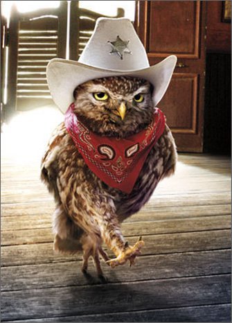 Funny Cowboy Owl Birthday Card - Avanti Humorous Greeting Card for Coworkers, Friends & Family | Perfect for Western-Themed Parties & Special Occasions
