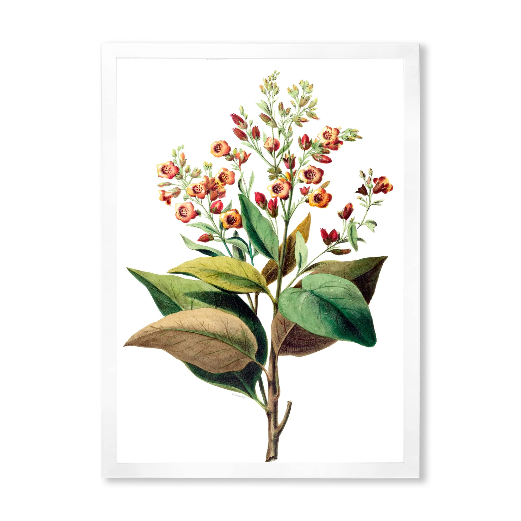 Vintage American Flowers II Framed Wall Art - Traditional Home Decor for Living Room, Bedroom & Office