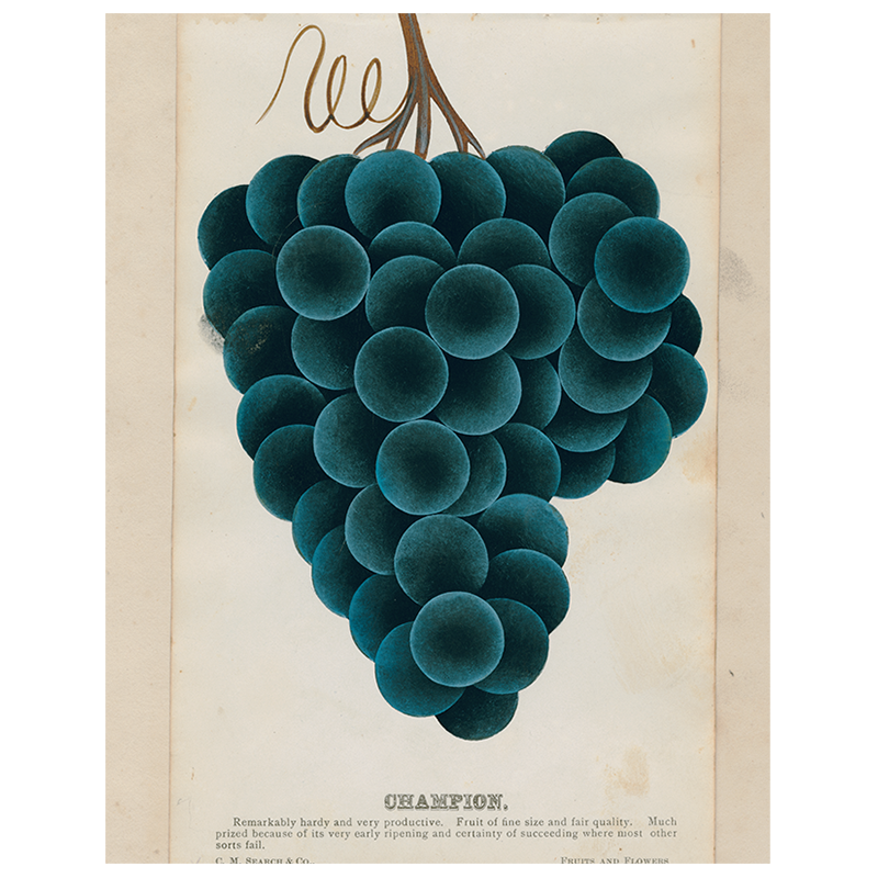 Champion Grapes (Pack of 309) - Premium Quality Fresh Grapes for Snacking, Juicing & Fruit Salads