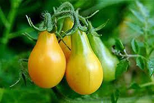 Organic Yellow Pear Tomato Seeds - Heirloom Non-GMO 100ct - Sweet Cherry Tomatoes for Salads, Salsas & Fresh Eating - Perfect for Home Gardens & Container Planting