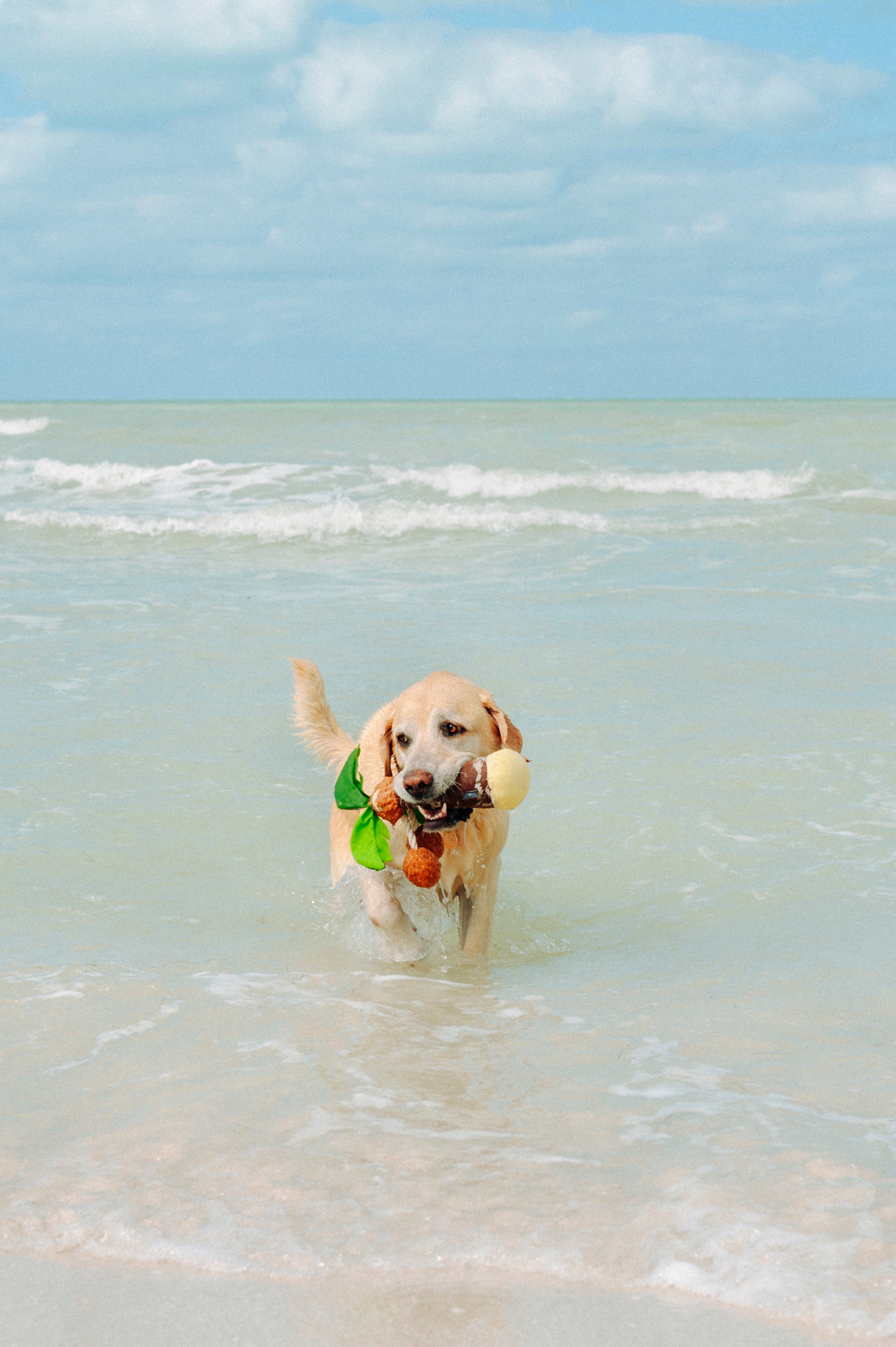 Tropical Paradise™ Dog Plush Toy - La Palma Soft Chew Toy for Dogs | Durable & Safe Pet Play | Perfect for Indoor & Outdoor Playtime