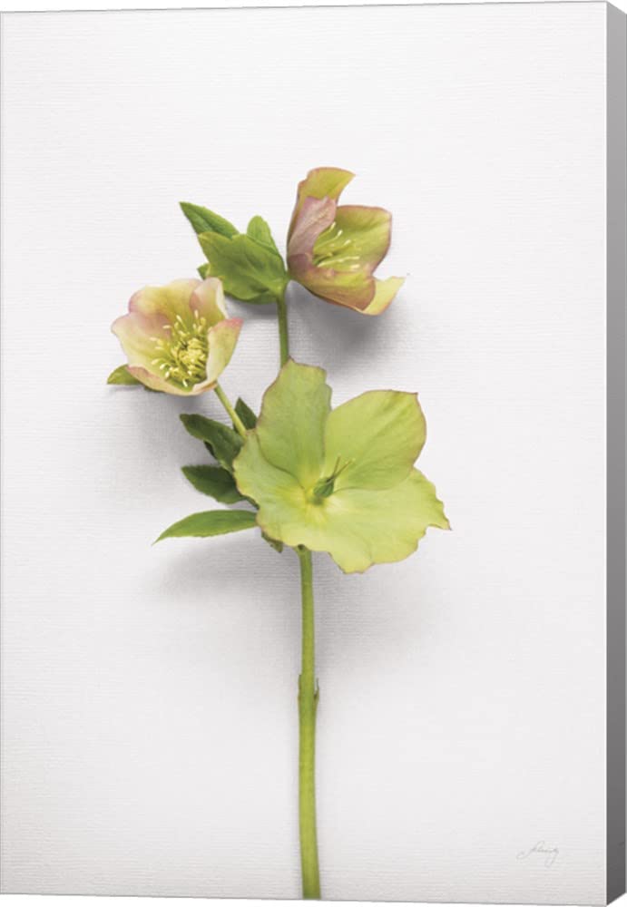 Hellebore Study I by Felicity Bradley - 12x18 Inch Canvas Wall Art, Gallery Wrapped, Ready to Hang - Perfect for Living Room, Bedroom, or Office Decor