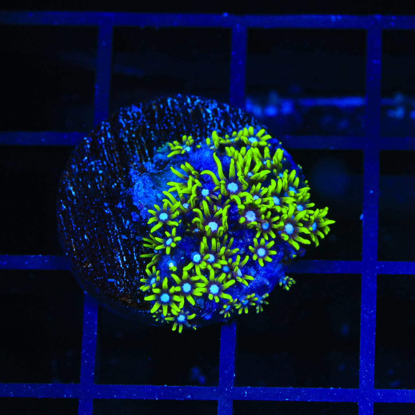 Blue Eye Star Polyps Coral - Premium Live Saltwater Coral for Reef Aquariums | Perfect for Nano Tanks & Coral Propagation | Enhance Your Marine Aquascape