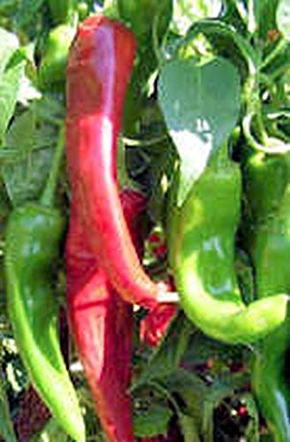Sandia Pepper Seeds - Hot New Mexico Long Green Chili Pepper (50 Seeds) - Perfect for Home Gardening, Cooking & Spicy Recipes