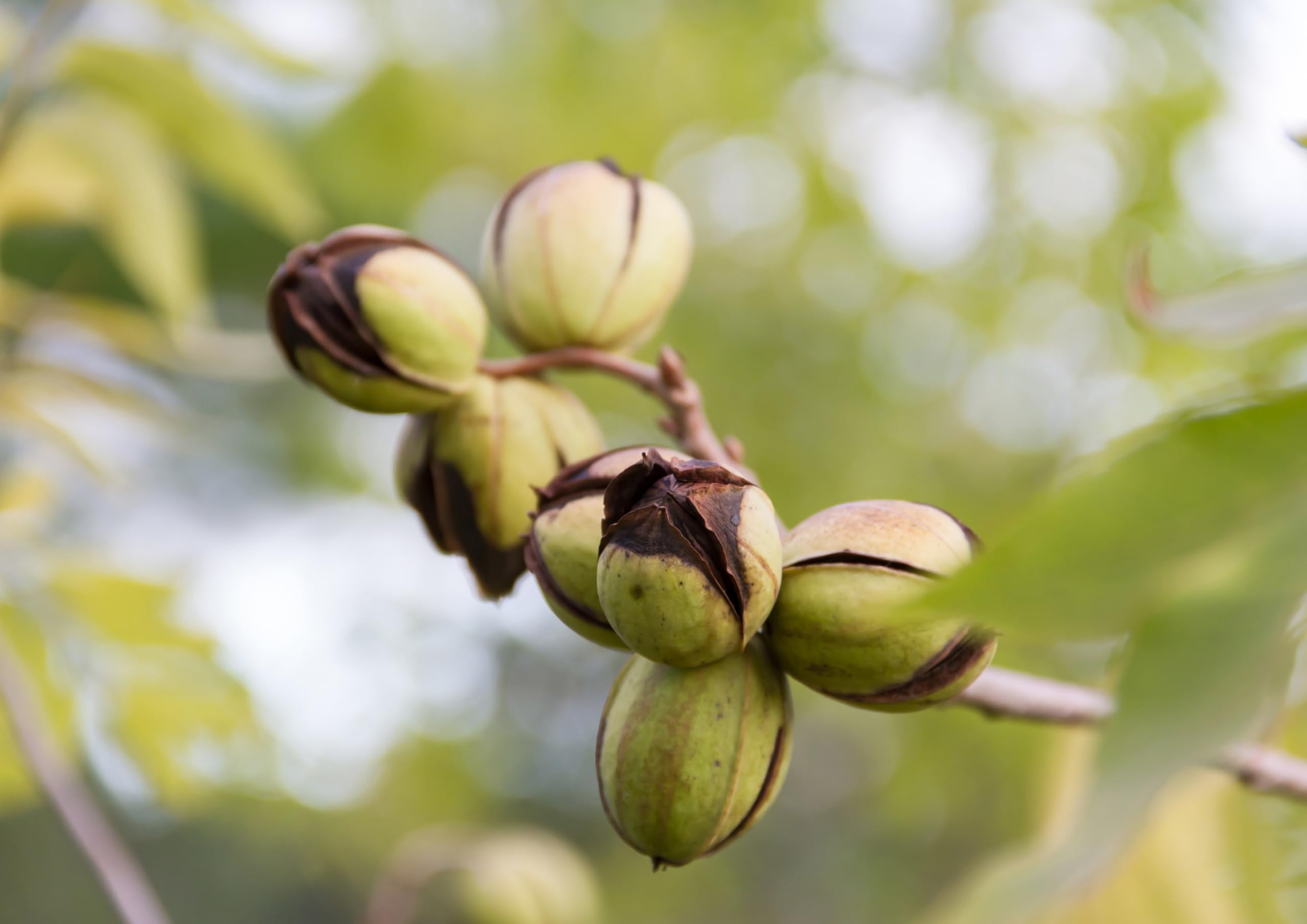 Food to Live - Dry Roasted Pecan Halves, 1 Pound – Oven Roasted Nuts, Unsalted, No Oil Added, Vegan, Kosher, Bulk. Rich in Protein and Fiber. Perfect for Snacking, Baking, Salads, and Healthy Recipes.