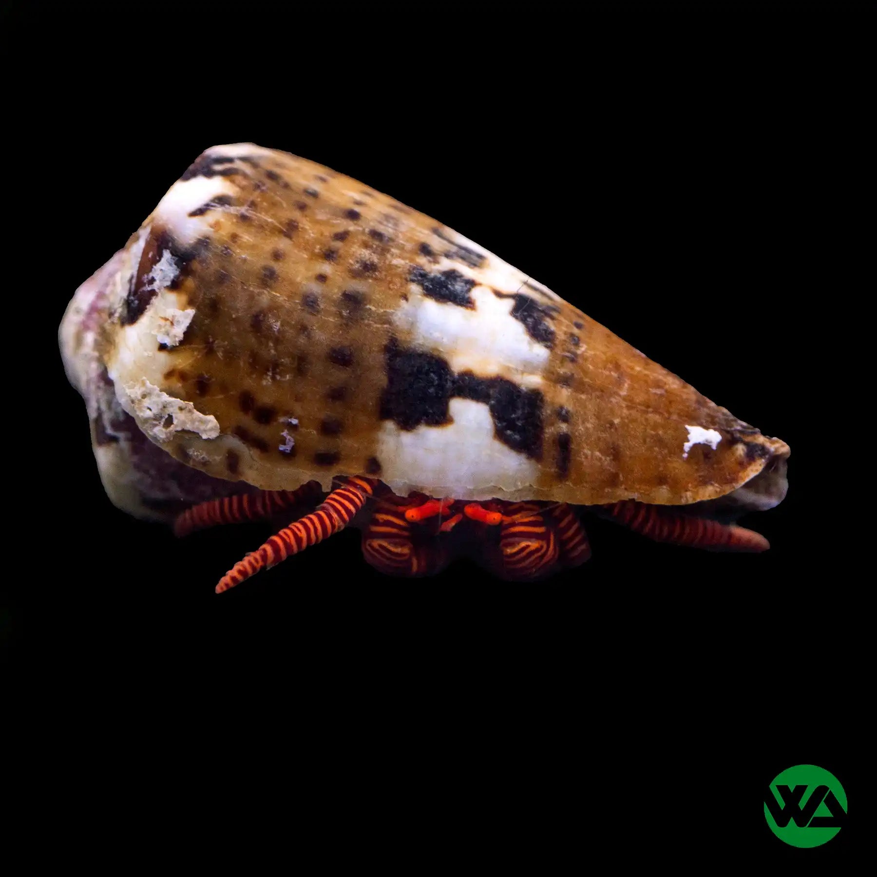 Halloween Hermit Crab (Ciliopagurus strigatus) - Colorful Saltwater Pet for Aquariums & Reef Tanks | Perfect for Marine Enthusiasts & Halloween Decor