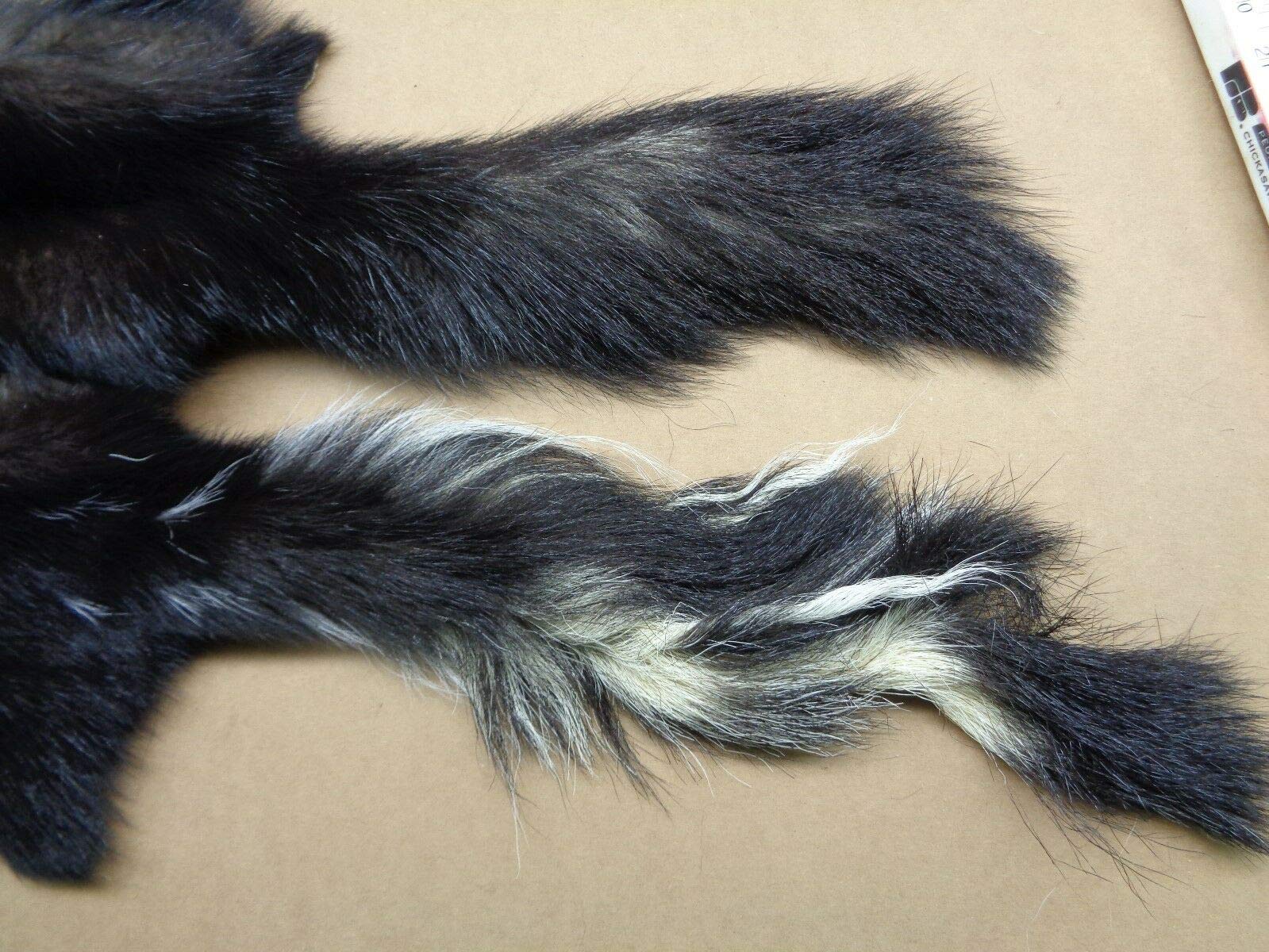 Premium Real Large Tanned V-Stripe Skunk Hide Fur Pelt with Face & Tail - 28-32