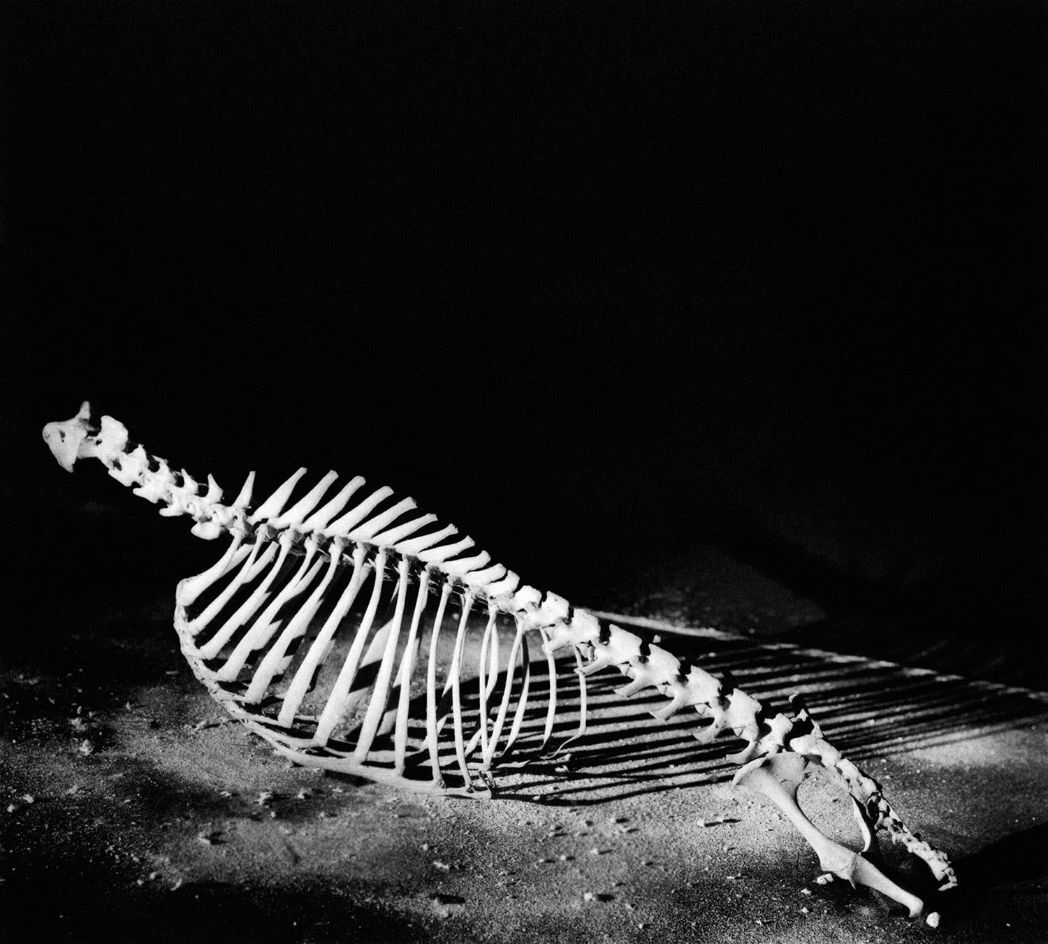 Diana Michener: Bones - Fine Art Photography Book for Collectors | Black & White Portraiture | Perfect for Art Lovers, Photography Enthusiasts & Home Decor