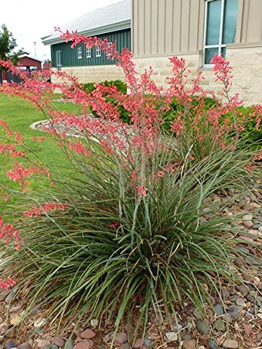 Red Yucca Plants (Hesperaloe Parviflora) - 5 Live Evergreen Succulents in 6 Inch Pots - Drought Tolerant, Bird Friendly Landscape Plants for Xeriscaping & Desert Gardens