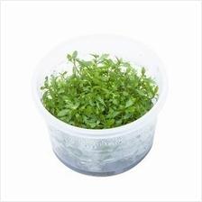 TCulture Proserpinaca Palustris Live Aquatic Plant (TC Cup) - Perfect for Aquascaping, Freshwater Aquariums & Planted Tanks