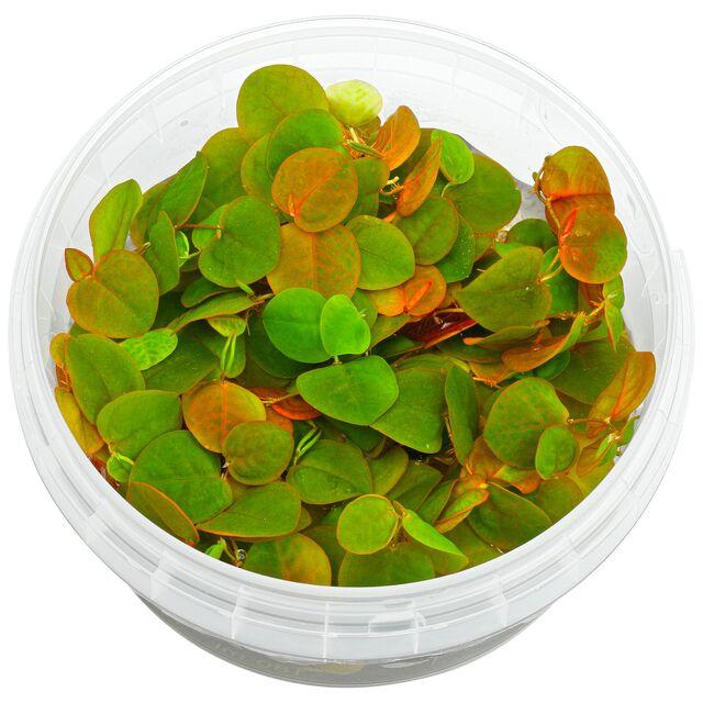 TCulture Phyllanthus fluitans Floating Plant for Aquarium - Perfect for Freshwater Fish Tanks, Ponds & Aquatic Gardens