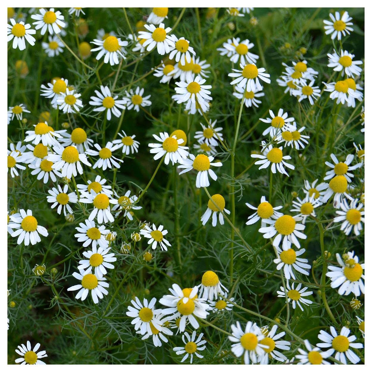 Everwilde Farms - 1000 Common German Chamomile Herb Seeds - Premium Gold Vault Jumbo Seed Packet for Tea, Aromatherapy & Garden Planting | Organic, Non-GMO, Heirloom Seeds