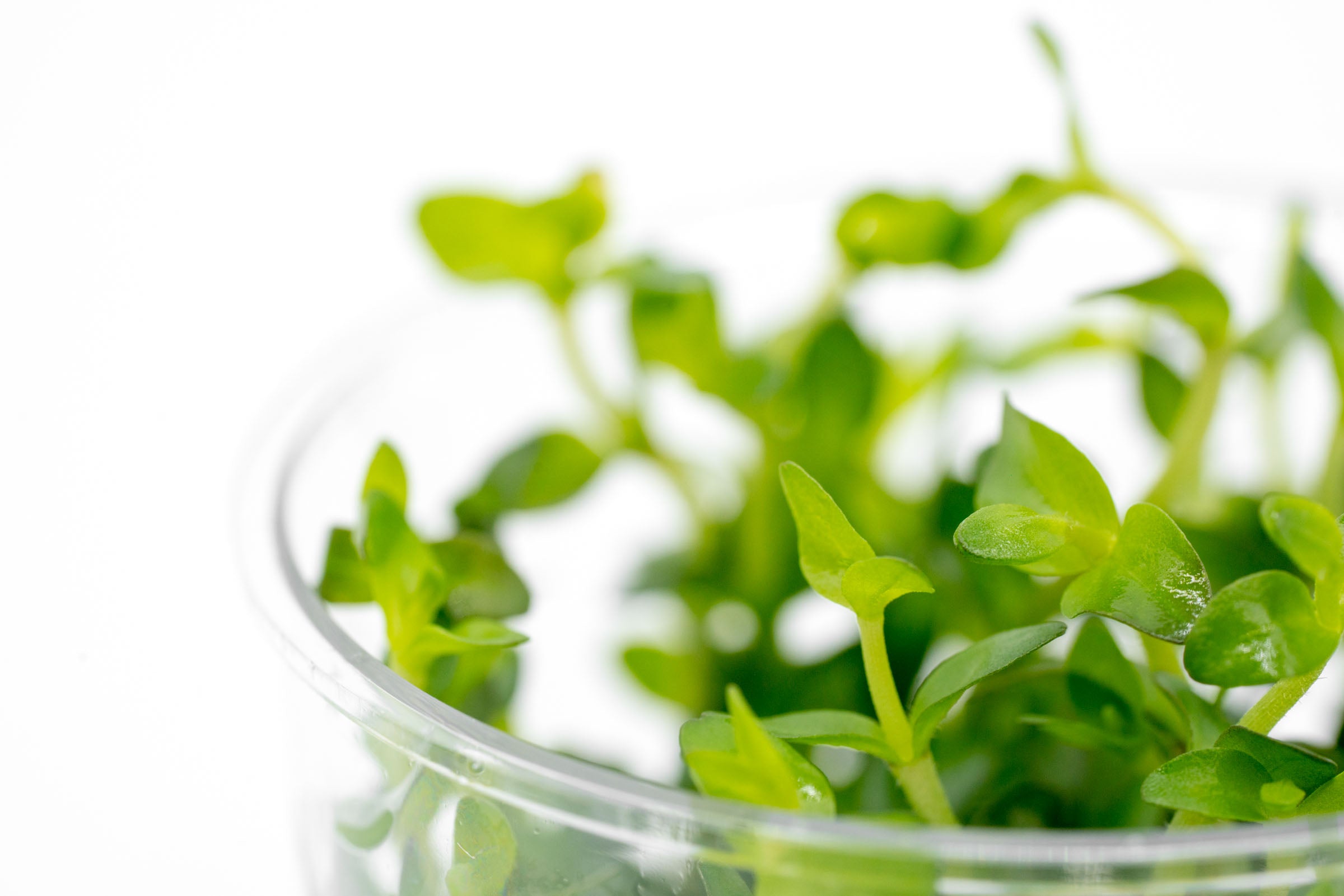 Bacopa Amplexicaulis Aquatic Plant for Aquariums & Ponds - Easy Care Live Plant for Fish Tanks, Water Gardens & Terrariums