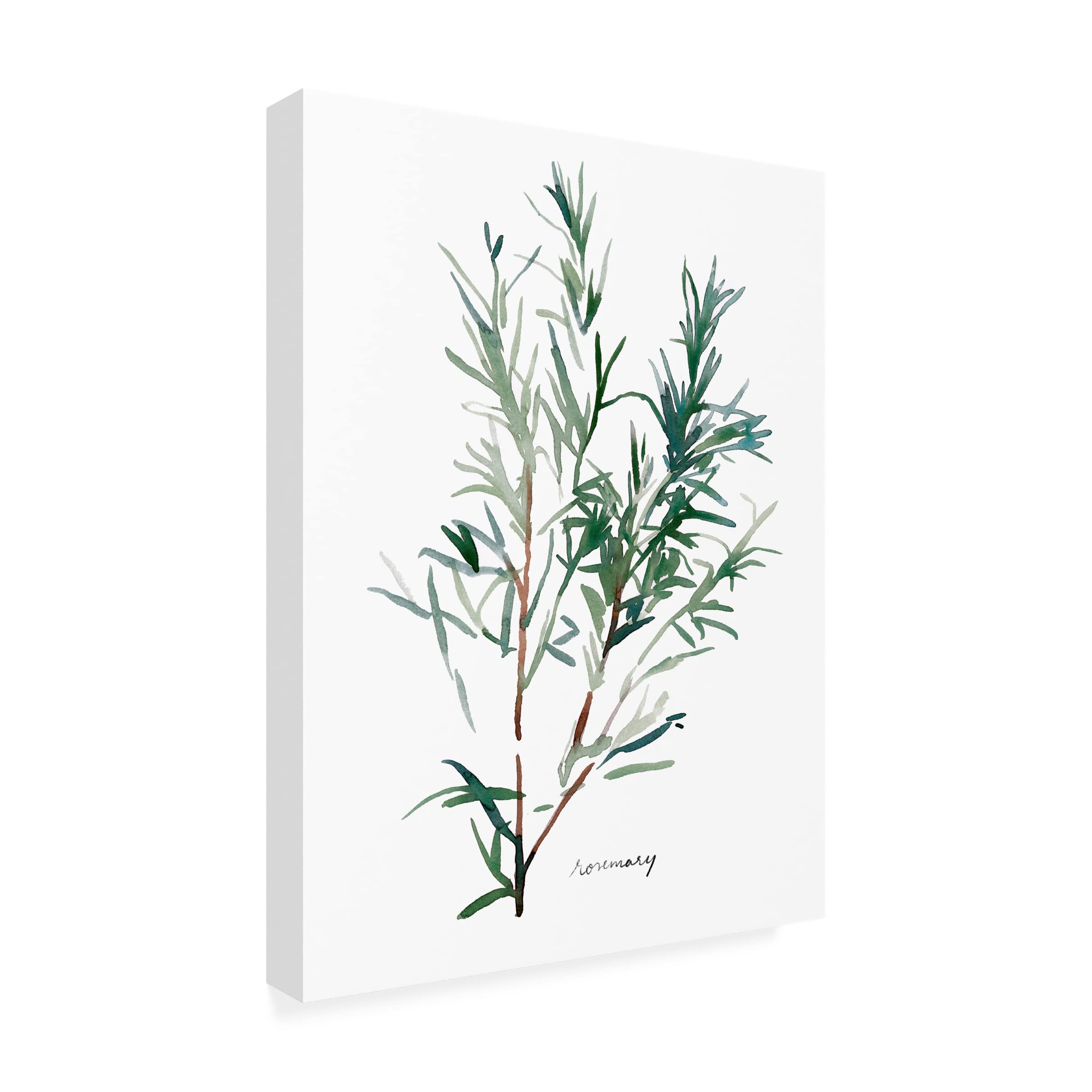 Emma Scarvey Herb Garden Sketches IV Canvas Art Print - Botanical Wall Decor for Living Room, Kitchen & Office - Trademark Fine Art Collection