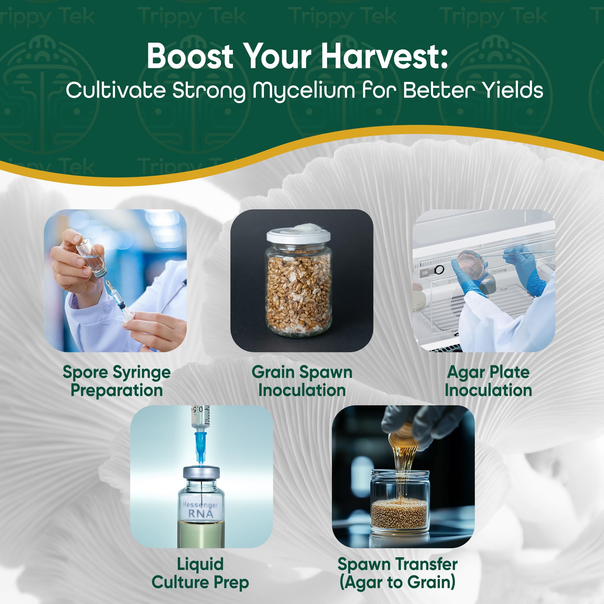Premium Collapsible Still Air Box with Induction Scalpel Sterilizer – Ideal for Agar Work, LC Preparation & Mycology – Mushroom Growing Kit with LED Light & Wire Rack – Perfect for Home Labs, Fungi Cultivation & Sterile Workspaces