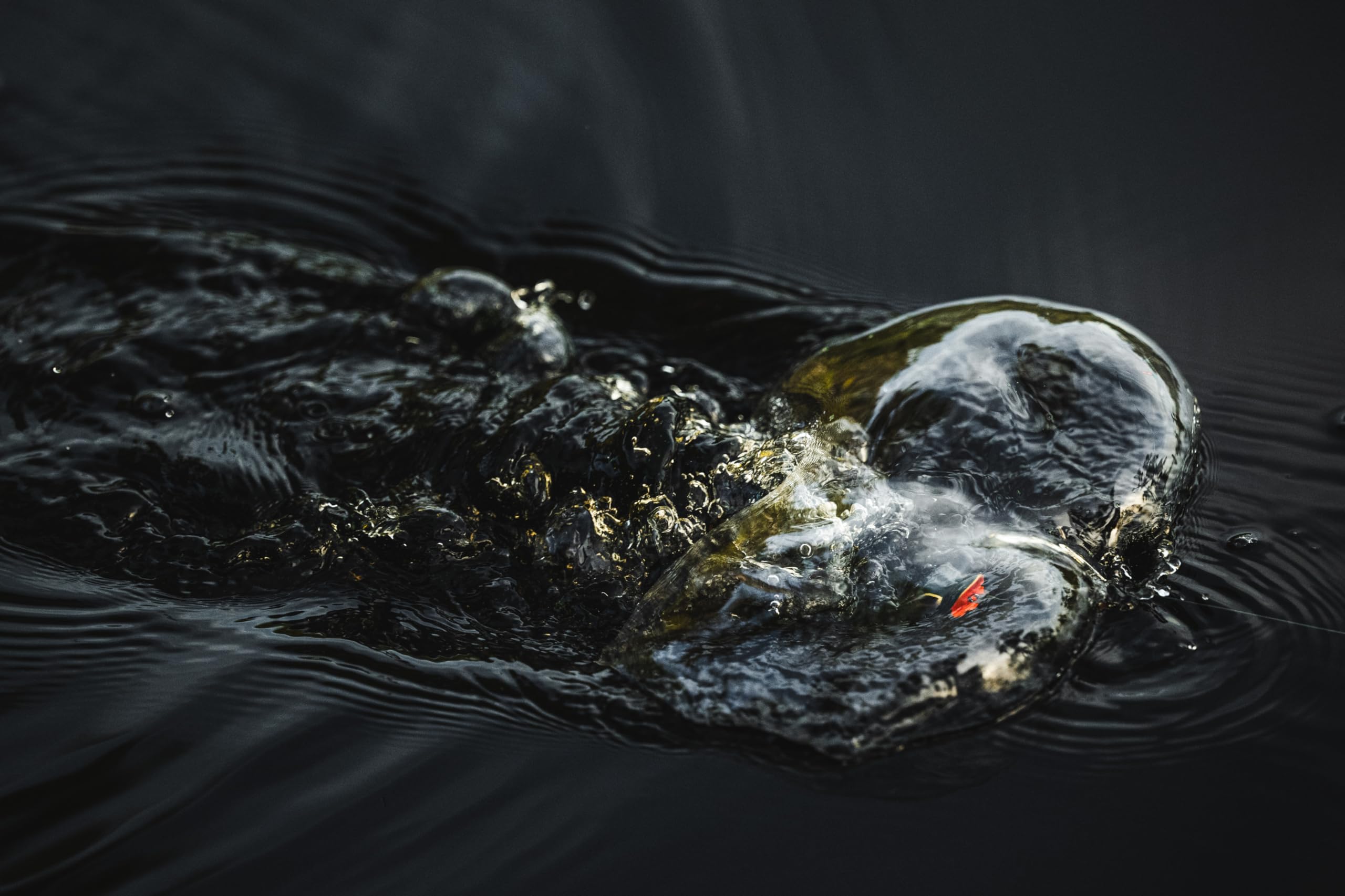 Swamp Lord Popping Hollow Body Frog Lure - Topwater Bass Fishing Bait for Weedless Frog Fishing in Lakes & Ponds - Perfect for Heavy Cover and Lily Pads