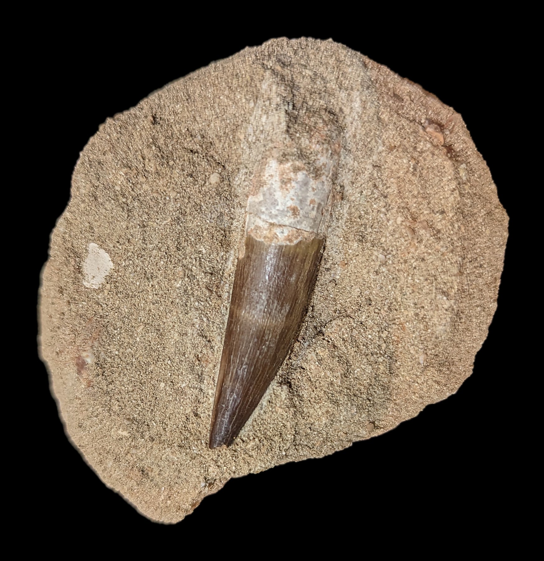 Authentic Elasmosaurus Dinosaur Tooth Fossil in Natural Matrix - Perfect for Paleontology Collectors & Dinosaur Enthusiasts - Great for Home Display, Educational Use & Gift Giving