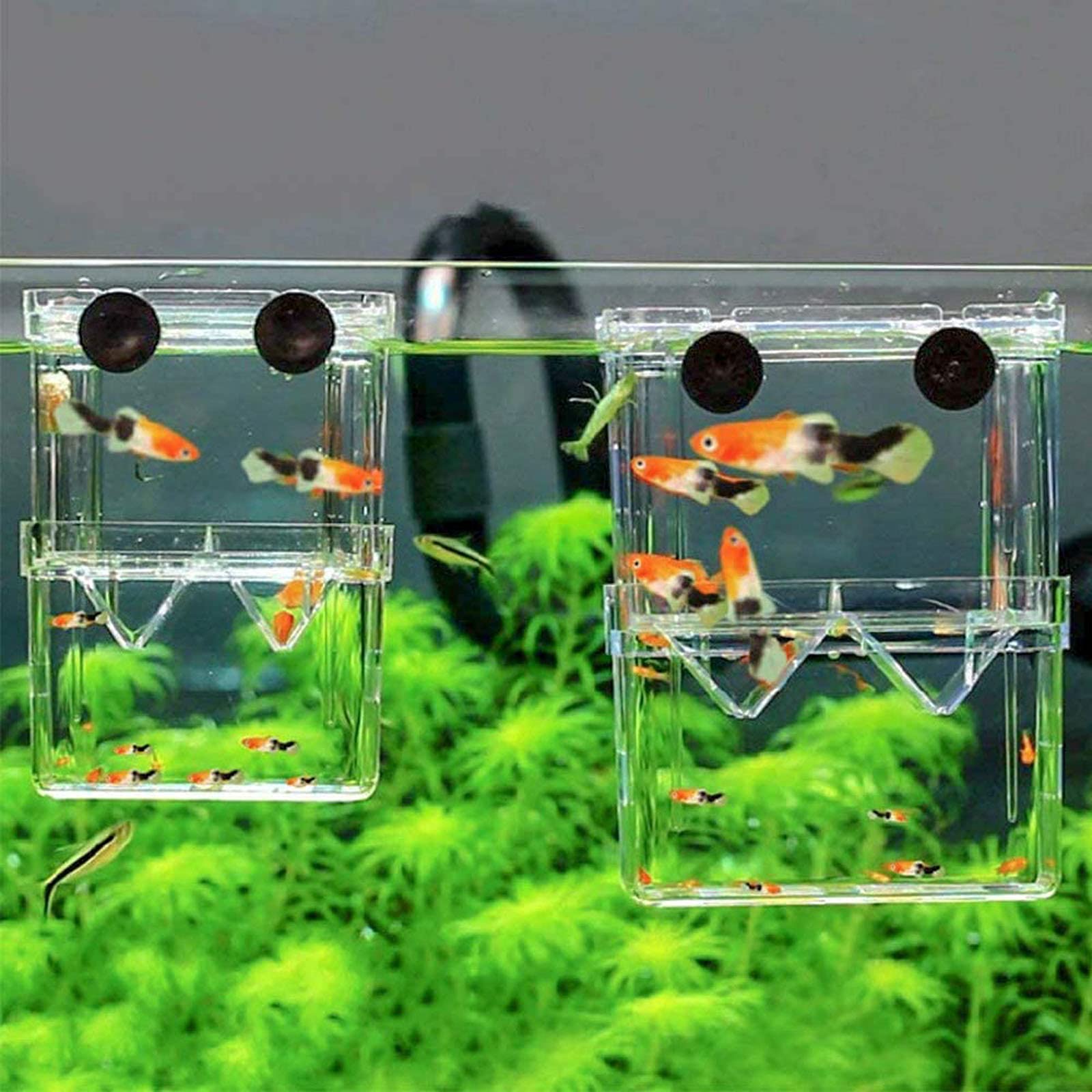 Plastic Aquarium Fish Breeder Box - Isolation Breeding & Hatching Incubator for Baby Fish, Shrimp, Clownfish, Guppy (Small) | Perfect for Home Aquariums, Fish Farms & Breeding Tanks