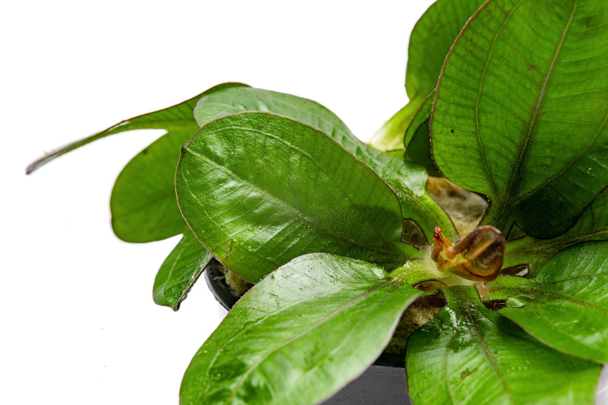 Echinodorus Reni Live Aquarium Plant - Freshwater Aquatic Plant for Fish Tanks, Ponds & Aquascaping | Perfect for Beginners & Planted Aquariums