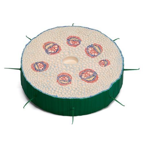 Dicotyledonous Plant Stem Model - Botanical Science Educational Tool for Classroom & Lab Studies | Perfect for Biology Teachers, Students & Plant Research
