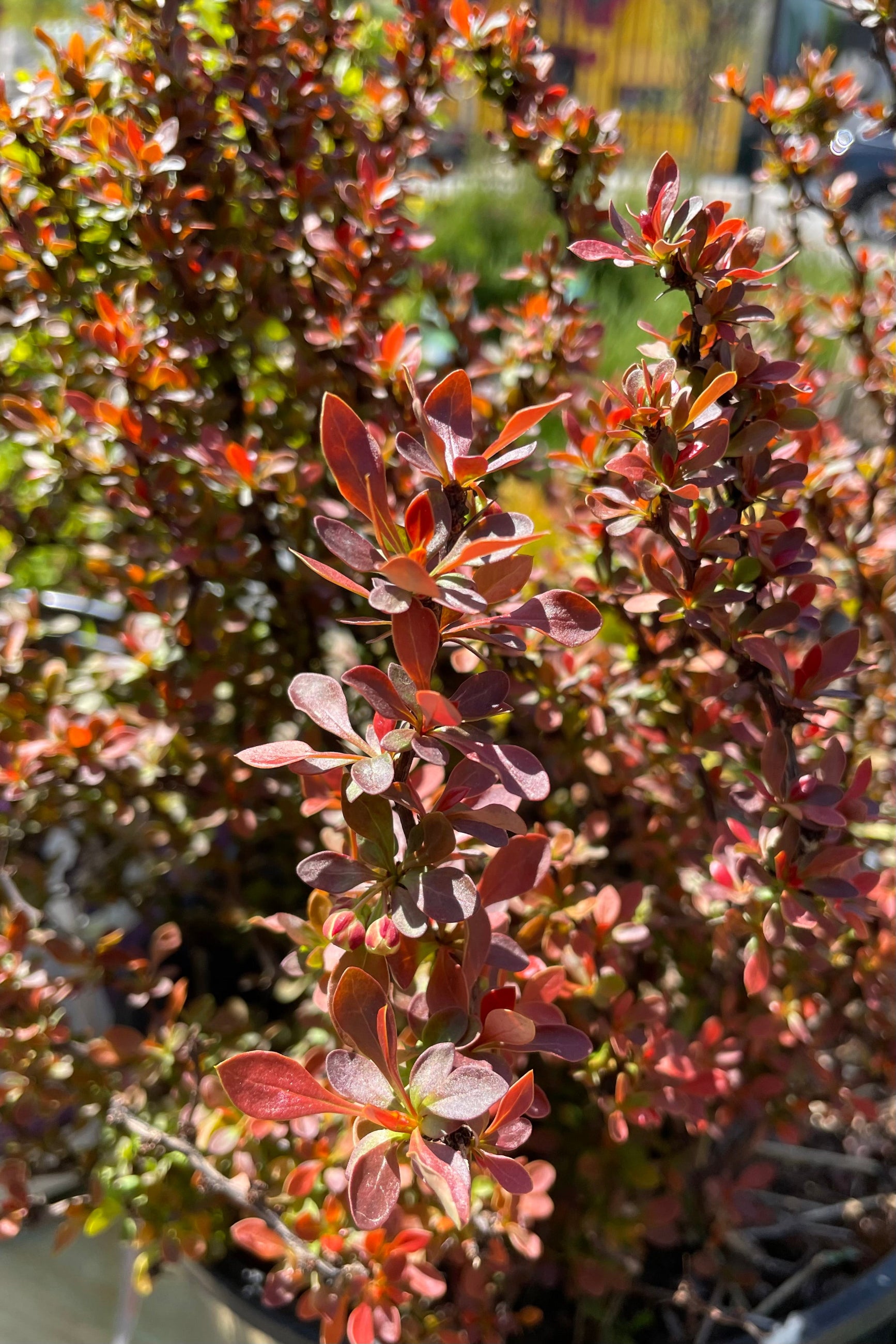 Berberis thunbergii 'Admiration' Japanese Barberry #2 Container - Perfect for Landscaping, Garden Borders & Drought-Tolerant Gardens