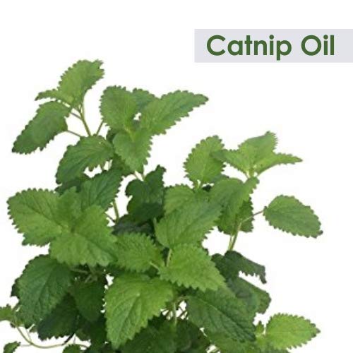 100% Pure & Natural Bulk Catnip Essential Oil (Nepeta cataria) - Undiluted, Uncut 2000ml for Aromatherapy | Stress Relief, Pet Enrichment & DIY Skincare