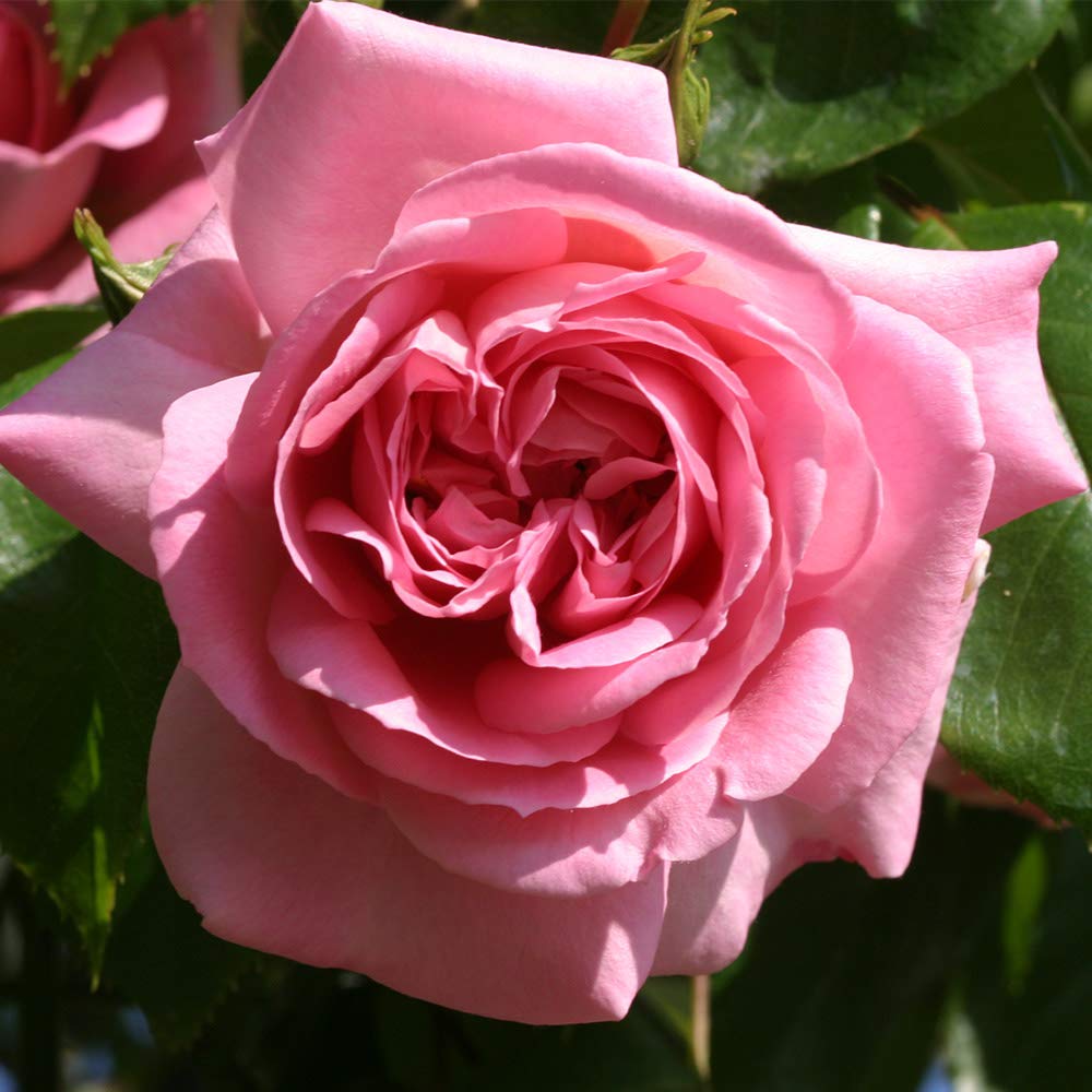 Heirloom Pink Climbing Rose Bush - Viking Queen Live Garden Rose for Outdoor Planting | Perfect for Trellises, Fences & Cottage Gardens