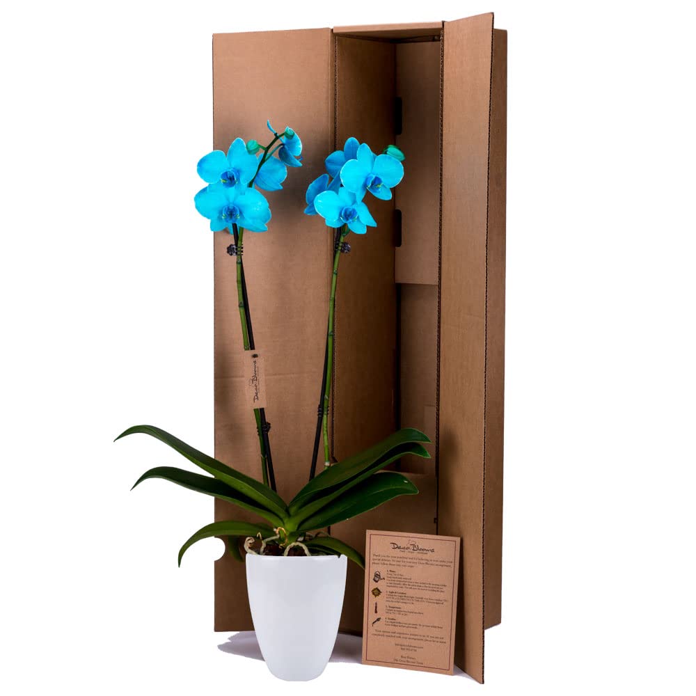 Premium Aqua Orchid Live Indoor Plant - 5 inch Blooms with Modern Pot, Fresh Flowering Home Decor for Anniversary, Birthday & Special Occasions | Perfect Gift for Home, Office & Wedding Decorations