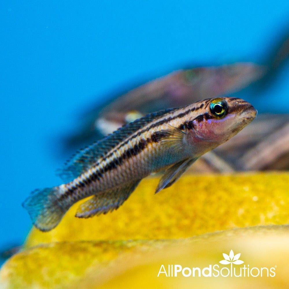 Dickfeld's Julie Cichlid (Julidochromis dickfeldi) - African Lake Tanganyika Fish for Aquariums & Fish Tanks - Perfect for Cichlid Lovers & Aquatic Enthusiasts
