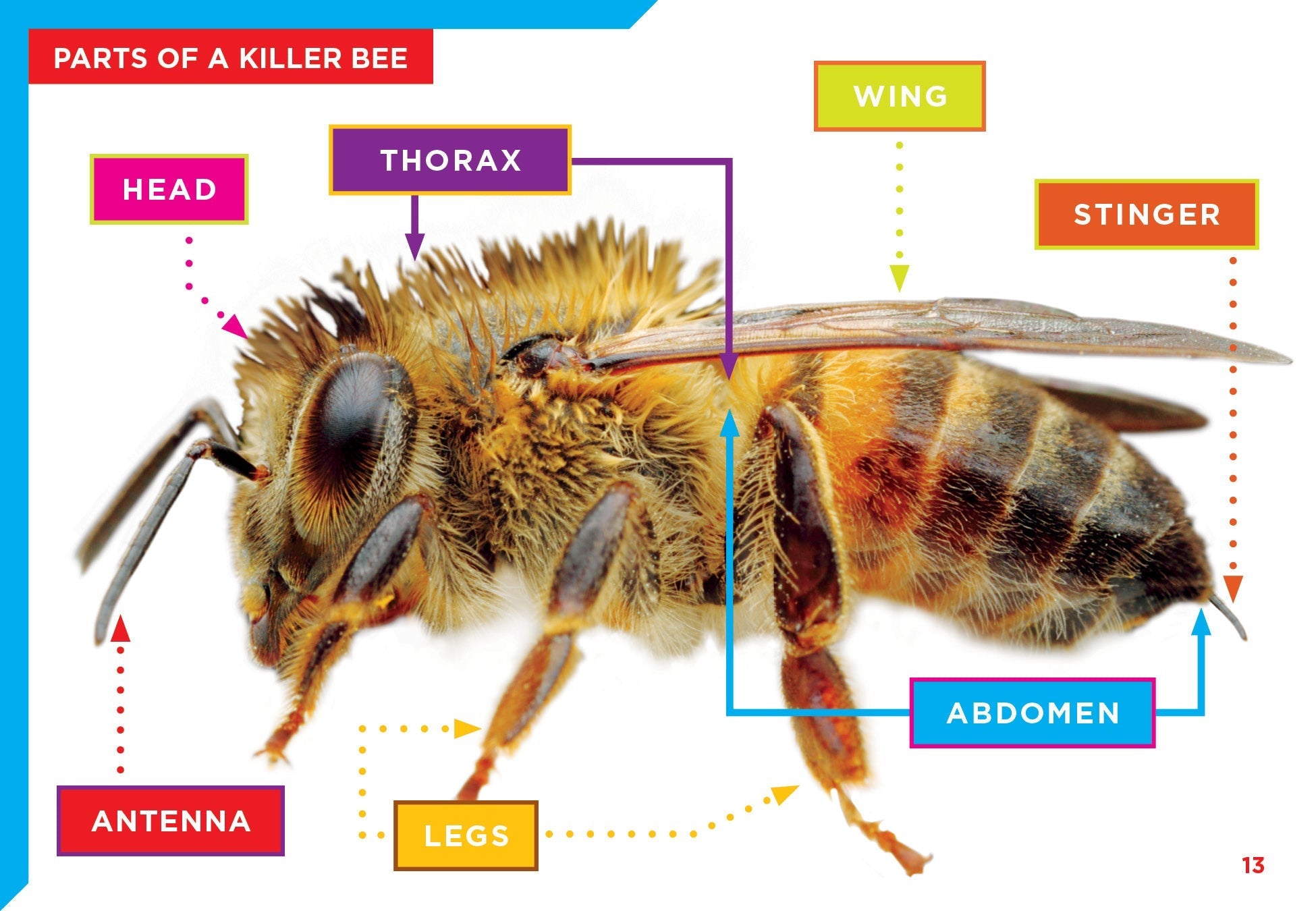 Killer Bees Book 9781623105785 - Learn About Aggressive Honeybees, Nature & Wildlife Education - Perfect for Students, Teachers & Nature Enthusiasts