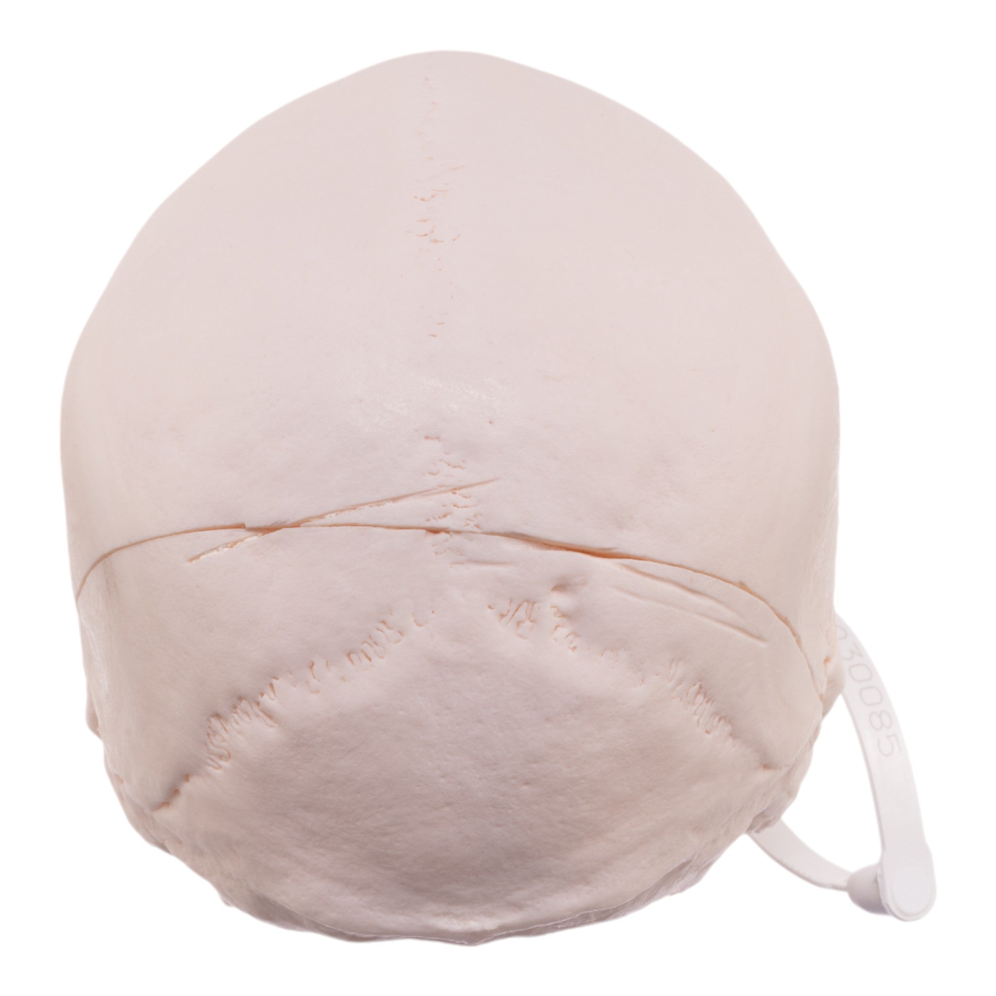 Authentic Human Skull Model for Medical Research & Education - Perfect for Anatomy Studies, Classroom Demonstrations & Halloween Decor