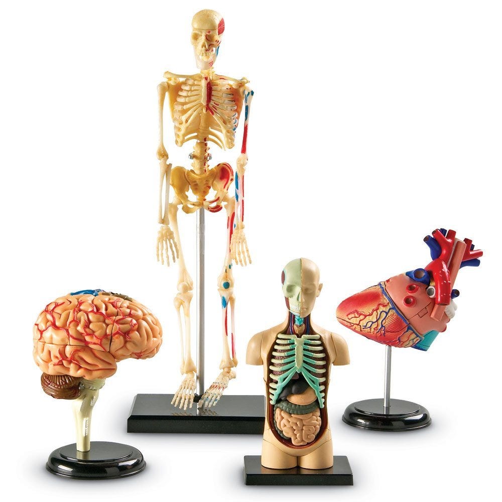 Human Anatomy Models Set - Detailed 3D Organ & Skeleton Models for Medical Students, Doctors & Science Enthusiasts | Perfect for Classroom Learning, Medical Training & Home Study