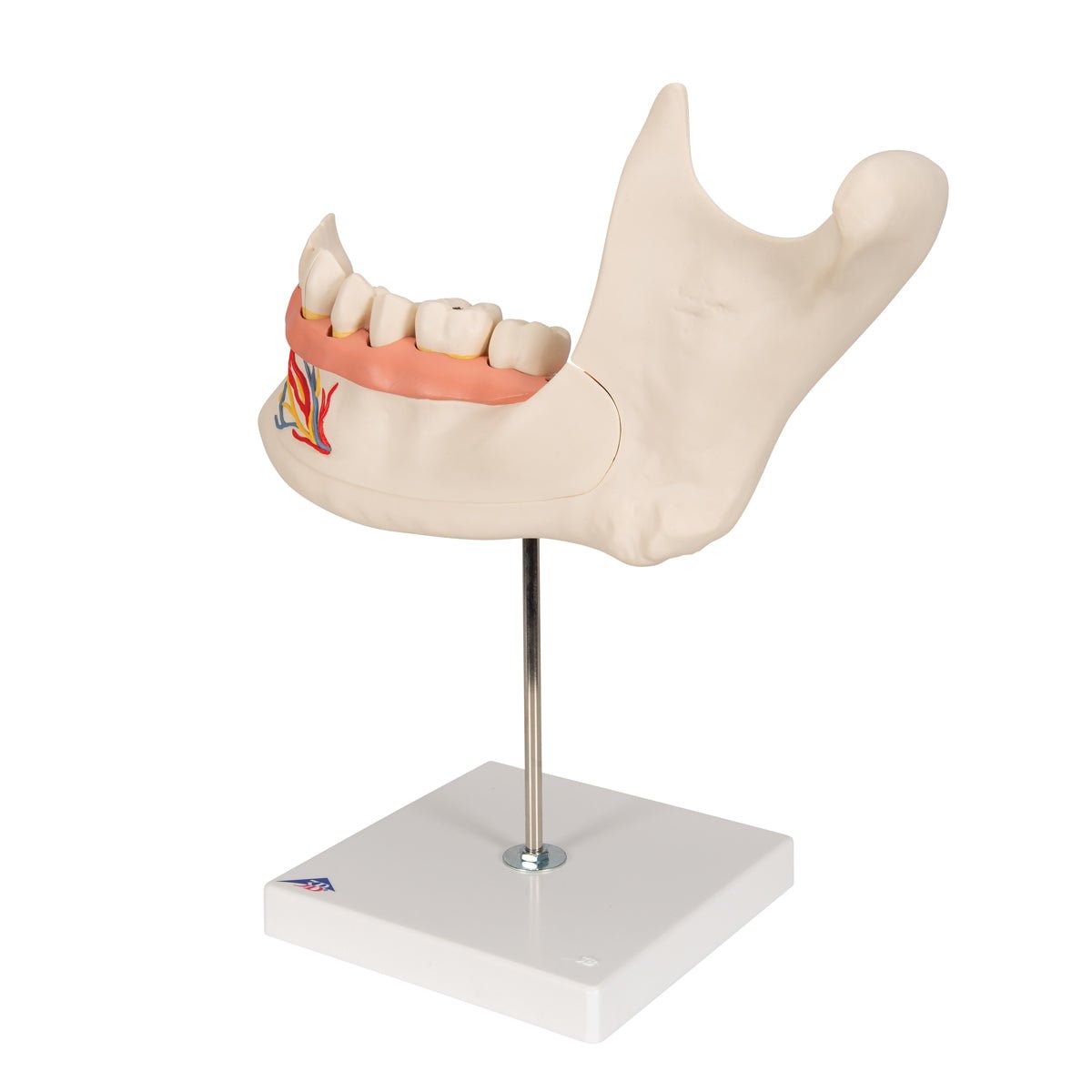 Half Lower Jaw Model - 3X Full Size, 6-Part Dental Anatomy Demonstration for Dental Students & Professionals | Perfect for Classroom Teaching & Medical Study
