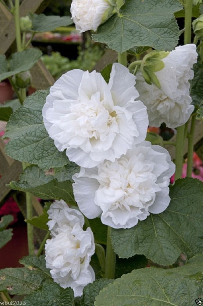 30 Hollyhock Seeds - ALCEA Rosea Plena Chaters-Series 