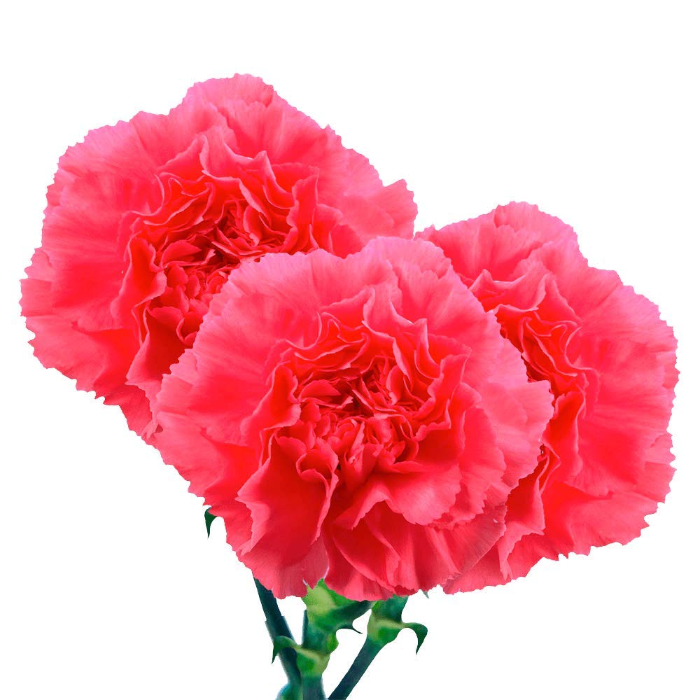 200 Fresh Hot Pink Carnations - Premium Cut Flowers for Anniversary, Birthday, Bridal Shower & Women's Day Gifts - Long-Lasting Floral Arrangements for Home Decor, Wedding Centerpieces & Special Occasions