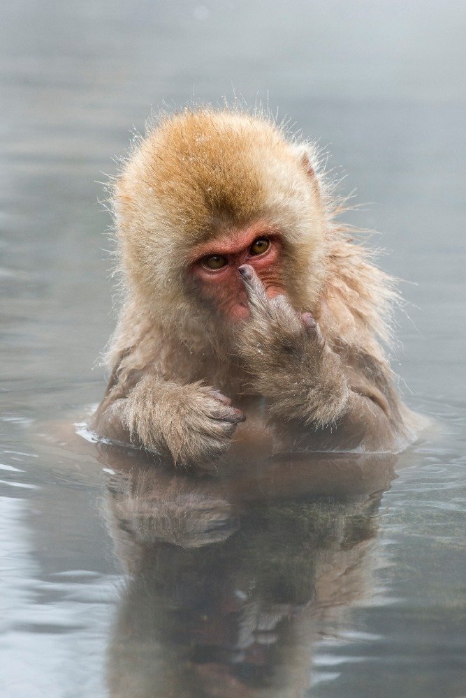 Japanese Macaque Monkey Giving Middle Finger - 24x36 Signed Art Print, Wall Decor Poster - Perfect for Home, Office & Unique Gift Ideas