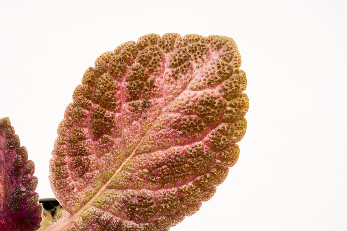 Episcia Cupreata - Stunning Copper Leaf Houseplant for Home & Office Decor | Perfect for Indoor Gardens, Terrariums & Gift Ideas
