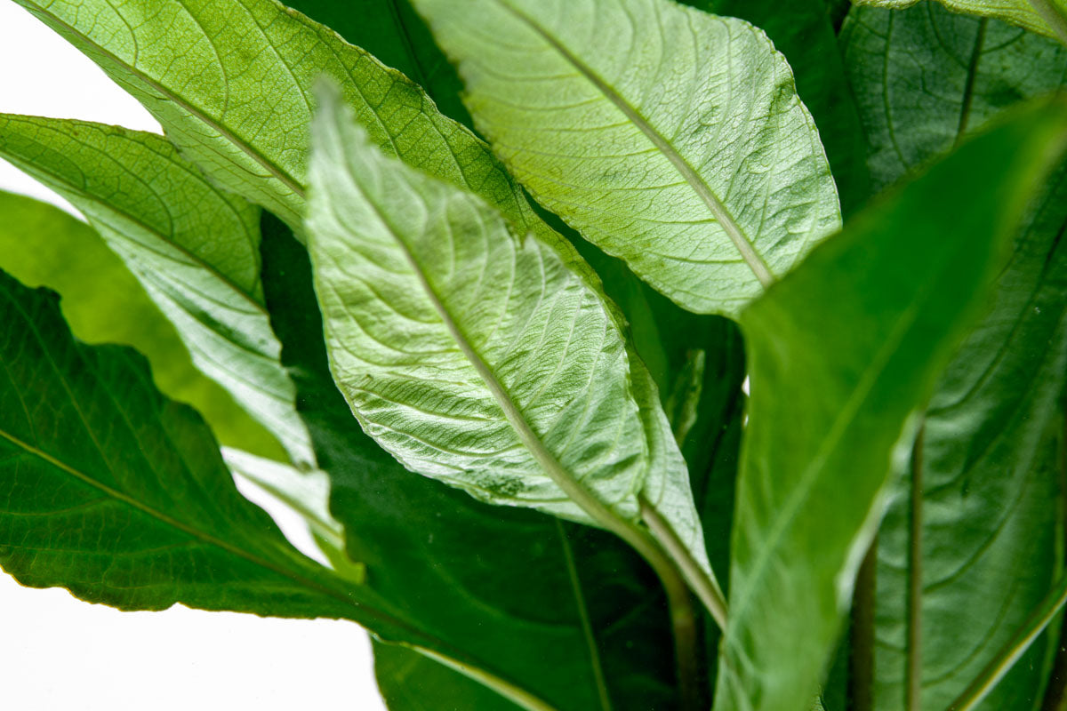 Hygrophila Corymbosa Stricta (Nomaphila Stricta) - Live Aquarium Plant for Fish Tanks, Freshwater Aquascaping & Aquatic Gardens - Perfect for Beginners & Planted Tanks