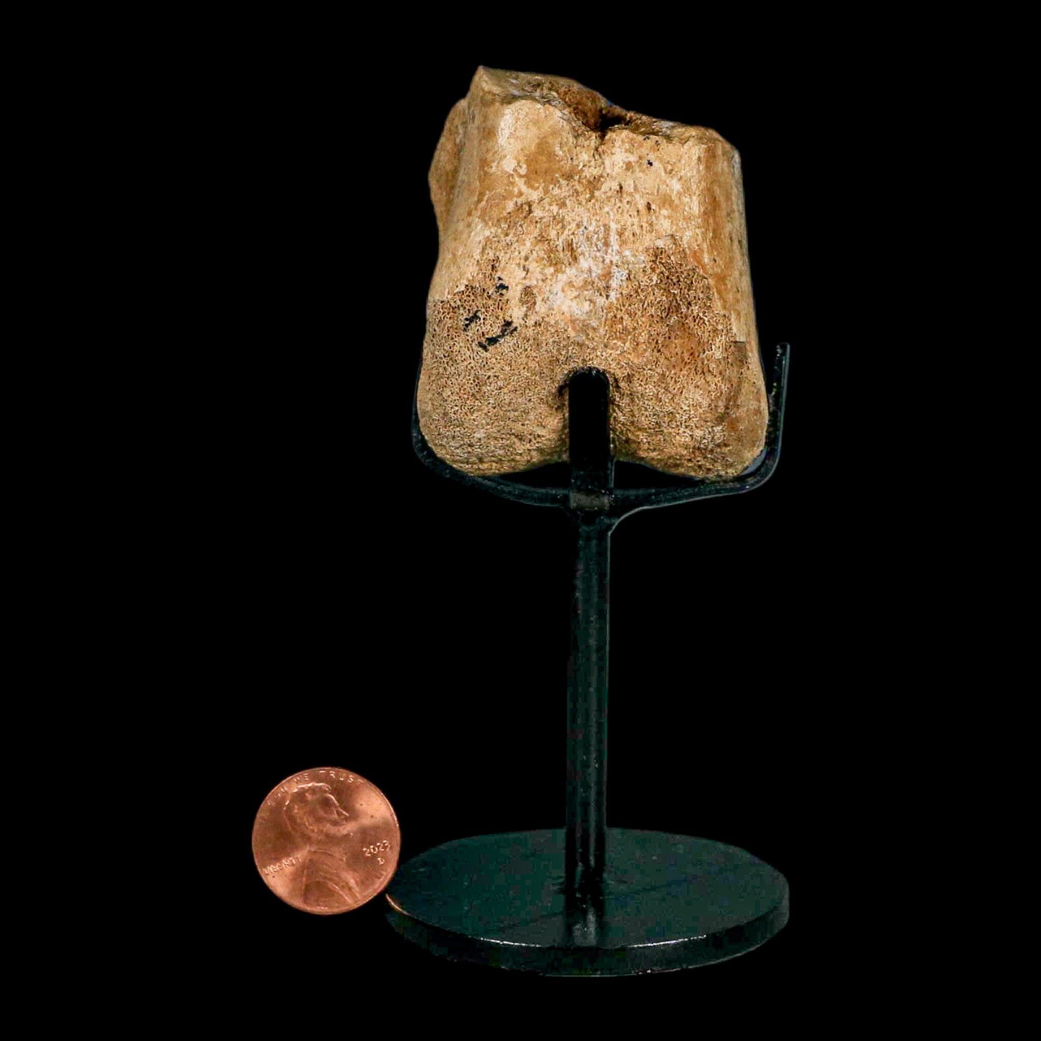 2 Authentic Hadrosaurus Fossil Femur Bone - Aguja Formation Texas, Dinosaur Fossil from Cretaceous Period with COA & Display Stand | Perfect for Paleontology Collectors, Museum Displays & Educational Use